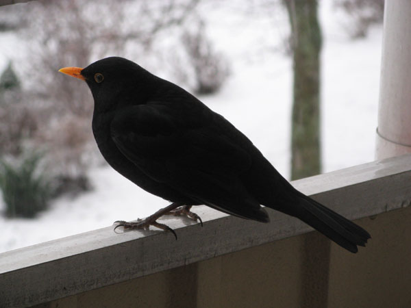 blackbird 060209