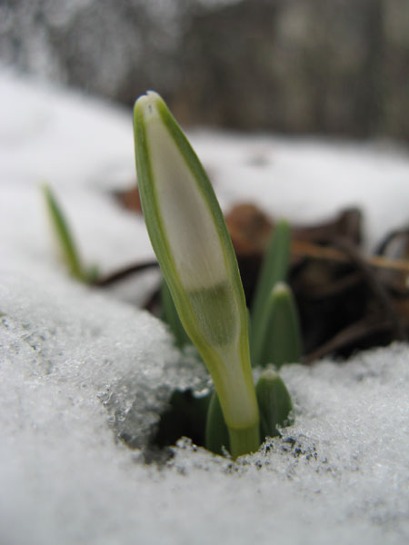 snowdrop 230309 1