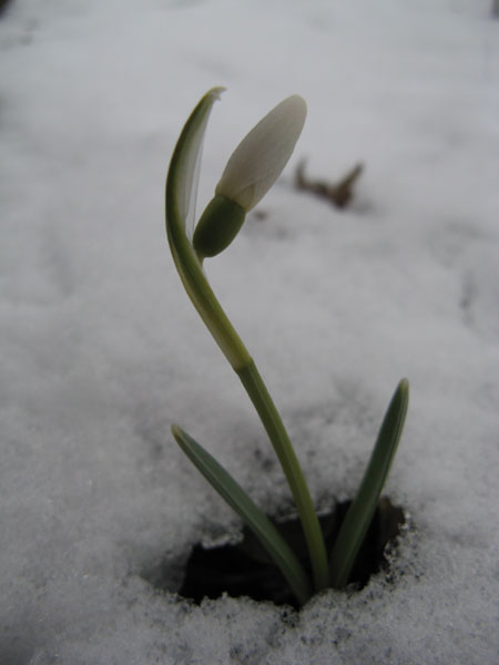 snowdrop 230309 2