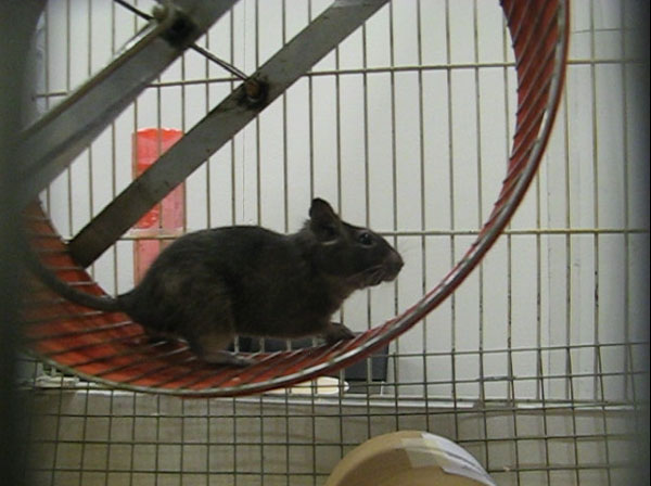 degu_video