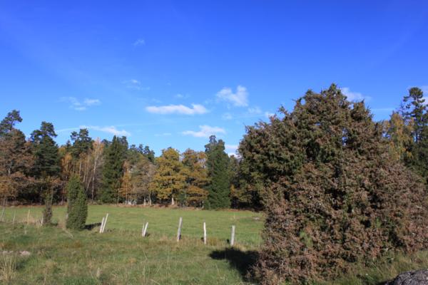 IMG 0890 600x400