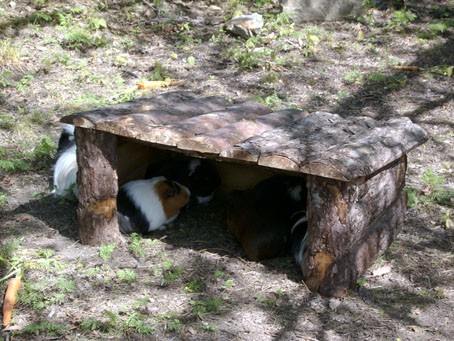 guineapigs skansen 150505