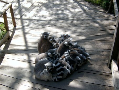 lemurs skansen 150505