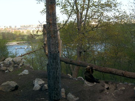 mother bear skansen 150505