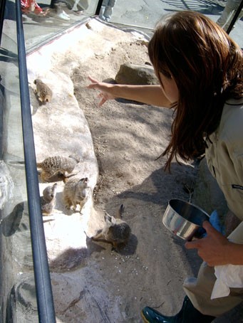 suricats skansen 150505