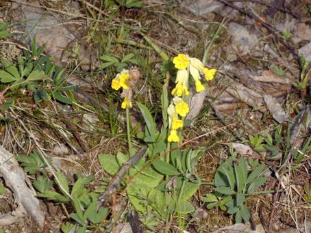 cowslips140505