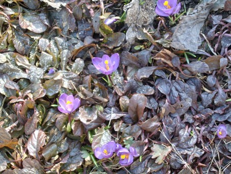 crocuses040405