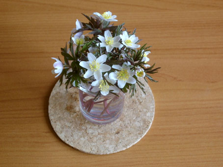 wood_anemones120405